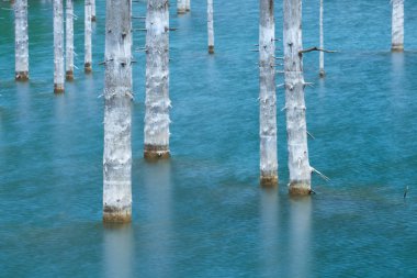 Güzel ağaçlar su yüzeyi üzerinde Gölün dibinden çıkar. Lake Kaindy, 
