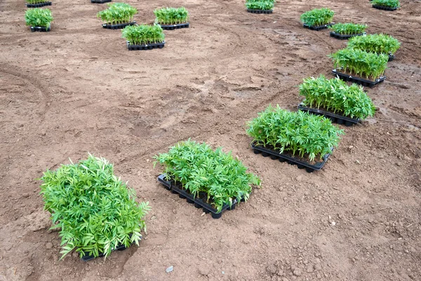 Semis Pour Parterres Fleurs Urbaines Jardin Fleuri Est Tout Jardin — Photo