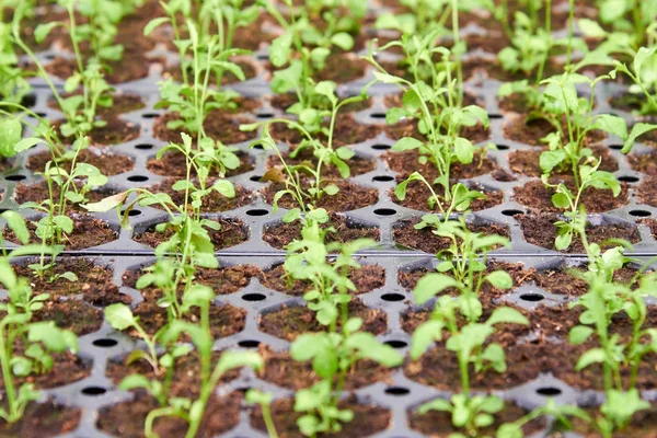 Piantine Aiuole Urbane Giardino Fiorito Floreale Qualsiasi Giardino Dove Vengono — Foto Stock