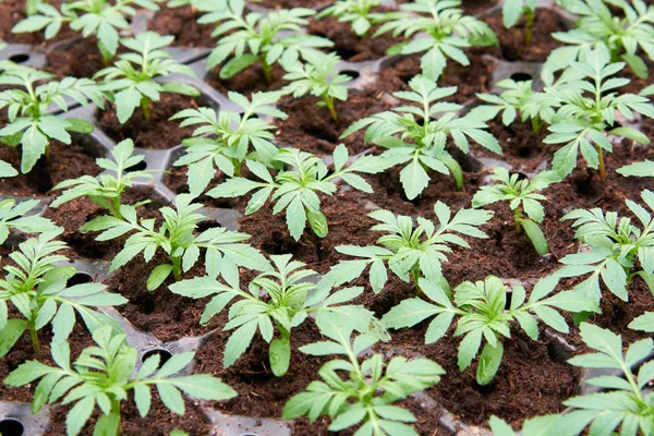 城市花坛育苗 花卉花园是任何花园 花卉种植和显示 — 图库照片