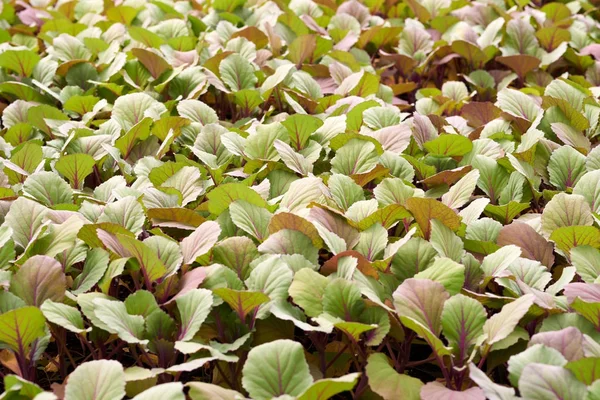 Mudas Para Canteiros Flores Urbanas Jardim Floral Flor Qualquer Jardim — Fotografia de Stock