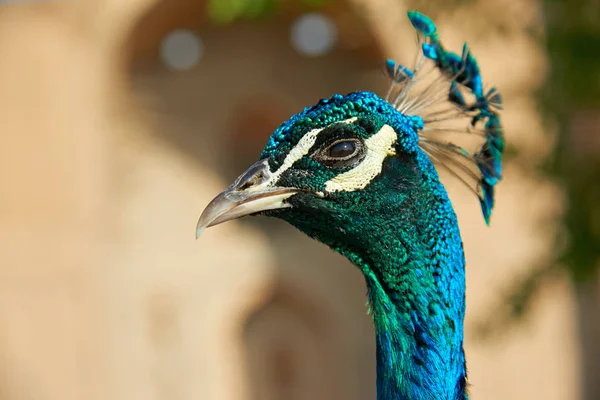 Peacock Head Peafowl Include Three Species Birds Genera Pavo Afropavo — Stock Photo, Image