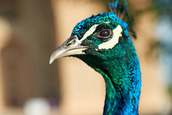 Peacock Head Peafowl Include Three Species Birds Genera Pavo Afropavo — Stock Photo, Image