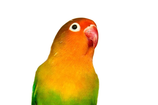 Fischer Lovebird White Background Fischer Lovebird Agapornis Fischeri Small Parrot — Stock Photo, Image