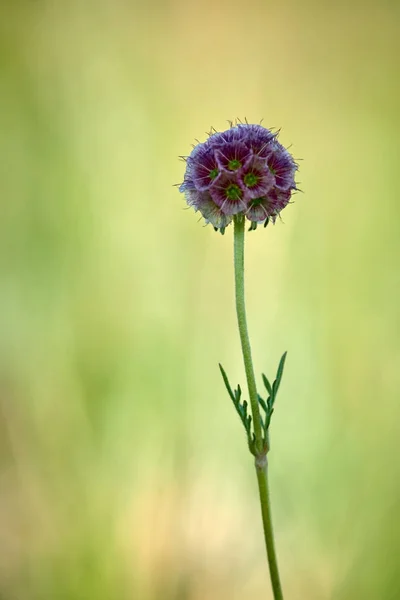 Uzun Sap Üzerinde Çiçek Çiçekli Bitkiler Tohum Üreme Organlarının Oluşan — Stok fotoğraf