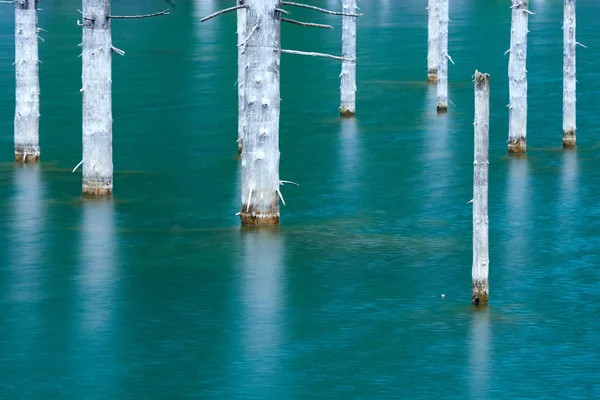 Wunderschöne Bäume Ragen Vom Grund Des Sees Aus Über Die — Stockfoto