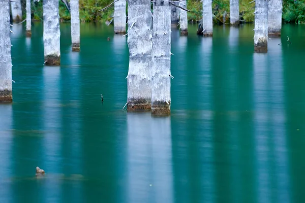 Bellissimi Alberi Sorgono Sopra Superficie Delle Acque Dal Fondo Del — Foto Stock