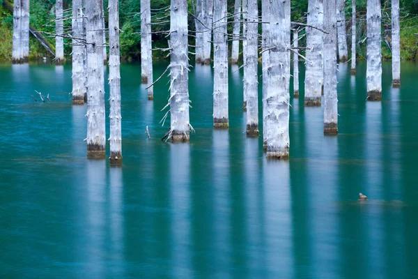 Beautiful Trees Rise Waters Surface Bottom Lake Lake Kaindy Meaning — Stock Photo, Image