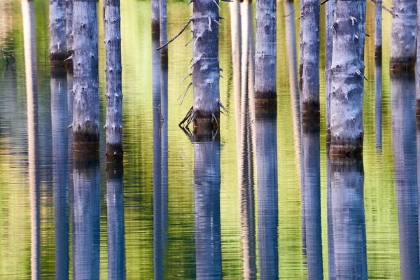 Wunderschöne Bäume Ragen Vom Grund Des Sees Aus Über Die — Stockfoto