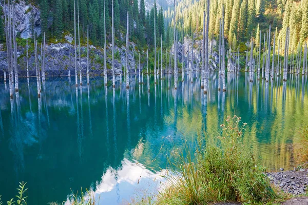 美丽的树木从湖底从水面上拔地而起 凯恩迪湖 意思是 桦树湖 是哈萨克斯坦一个 米长的湖 在一些地区达到近 米的深度 — 图库照片