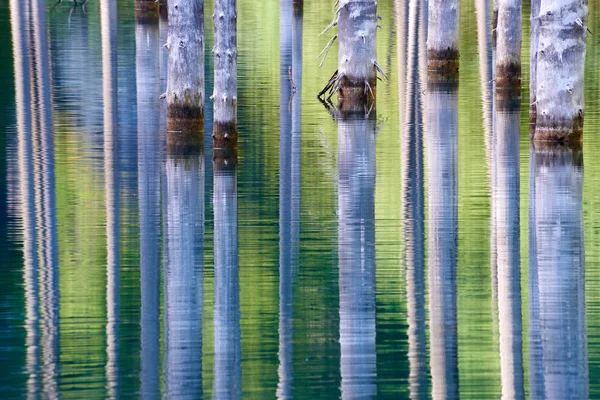 Hermosos Árboles Elevan Por Encima Superficie Las Aguas Desde Fondo —  Fotos de Stock