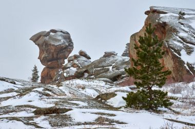 Kışın buzlu büyüyen çam. Kazakistan bir milli park, Güneydoğu Pavlodar Eyaleti'bulunan dağlar Bayanaul Ulusal Park.Bayanaul Milli Parkı'nda görülmektedir.