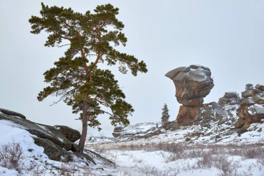 Kışın buzlu büyüyen çam. Kazakistan bir milli park, Güneydoğu Pavlodar Eyaleti'bulunan dağlar Bayanaul Ulusal Park.Bayanaul Milli Parkı'nda görülmektedir.
