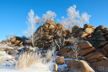 Ağaç ve kayaların üzerinde kışın büyüyen çam. Ağaç üzerinde hoarfrost. Frost kaplama veya depozito oluşabilir buz soğuk koşullarda, nemli hava genellikle gecede mevcuttur.