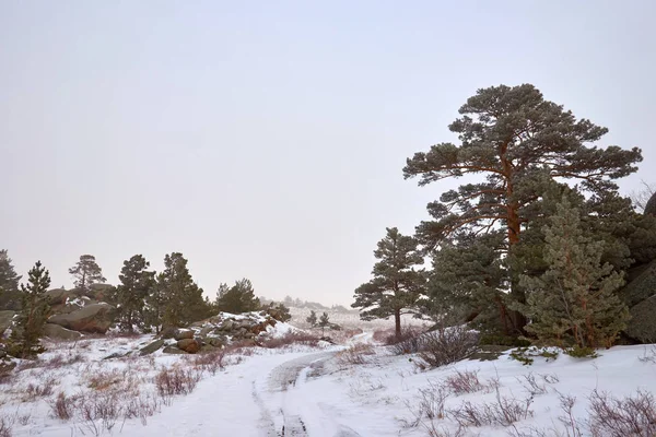 Pines growing on rocks in winter.A view of the mountains in Bayanaul National Park.Bayanaul National Park is a national park of Kazakhstan, located in southeastern Pavlodar province.