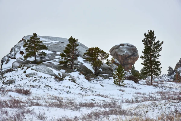 Pines Growing Rocks Winter View Mountains Bayanaul National Park Bayanaul — Stock Photo, Image