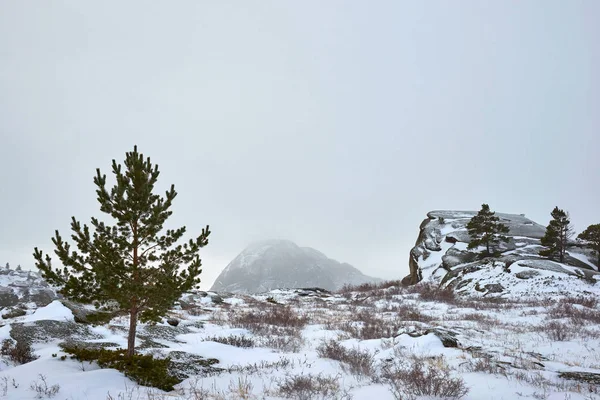 Pines growing on rocks in winter.A view of the mountains in Bayanaul National Park.Bayanaul National Park is a national park of Kazakhstan, located in southeastern Pavlodar province.