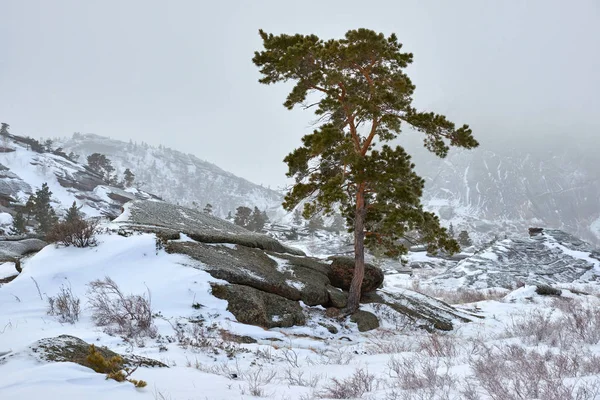 Pines growing on rocks in winter.A view of the mountains in Bayanaul National Park.Bayanaul National Park is a national park of Kazakhstan, located in southeastern Pavlodar province.