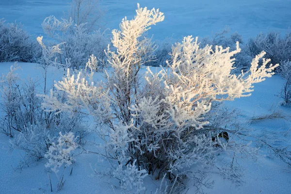 Birches Pines Growing Rocks Winter Hoarfrost Tree Frost Coating Deposit — Stock Photo, Image