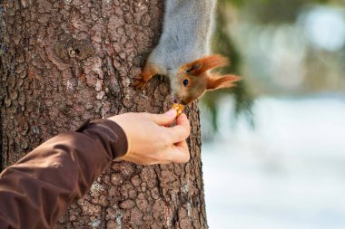 Sincap el ile besleme. Sincap Ailesi sincap, küçük kemirgen içerir bir aile üyesi olan.