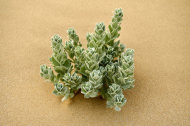  Hazar Sea.Convolvulus kıyısında büyüyen convolvulus persicus beyaz çiçek yaklaşık 200-250 tür kozmopolit bir dağıtım ile gündüzsefası aile Convolvulaceae, çiçekli bitki cinsidir.               