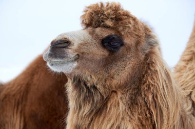 Kışın kardır deve (Camelus bactrianus). Bactrian deve Orta Asya bozkırlarında için büyük, hatta parmaklı ungulate yerel bir.