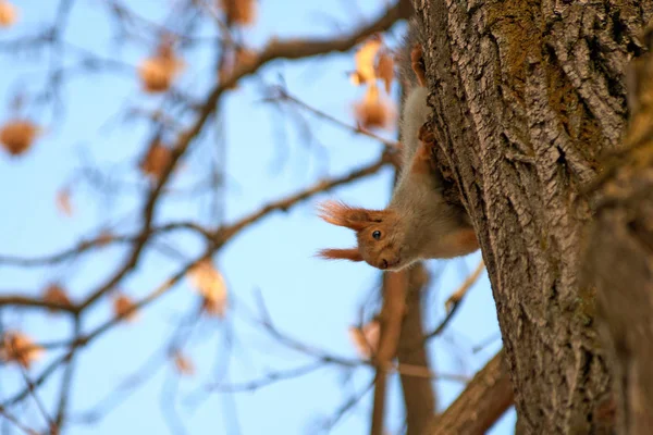 다람쥐입니다 나무에 다람쥐 다람쥐 가족의 Sciuridae 설치류를 가족의 구성원 — 스톡 사진