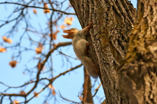 다람쥐입니다 나무에 다람쥐 다람쥐 가족의 Sciuridae 설치류를 가족의 구성원 — 스톡 사진