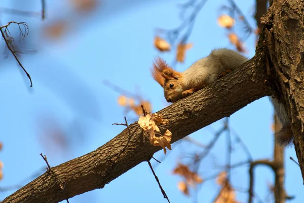 Veverka Veverka Stromě Veverky Jsou Členy Rodiny Sciuridae Rodiny Která — Stock fotografie