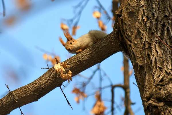 Veverka Veverka Stromě Veverky Jsou Členy Rodiny Sciuridae Rodiny Která — Stock fotografie