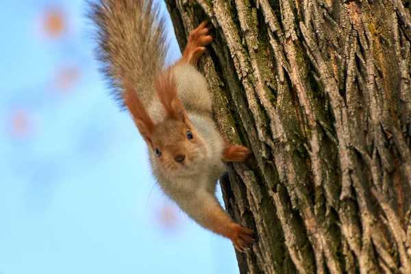 The squirrel. Squirrel on the tree.Squirrels are members of the family Sciuridae, a family that includes small rodents.