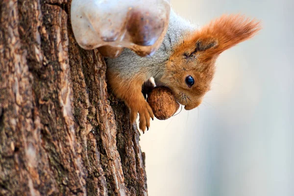 Esquilo Esquilo Árvore Esquilos São Membros Família Sciuridae Uma Família — Fotografia de Stock