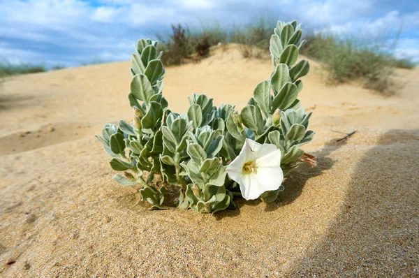 Convolvulus persicus white flower growing on the shore of the Caspian Sea.Convolvulus  is a genus of about 200 to 250 species of flowering plants in the bindweed family Convolvulaceae, with a cosmopolitan distribution.