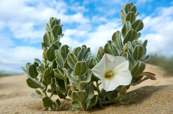 Convolvulus persicus white flower growing on the shore of the Caspian Sea.Convolvulus  is a genus of about 200 to 250 species of flowering plants in the bindweed family Convolvulaceae, with a cosmopolitan distribution.