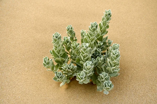 Convolvulus persicus white flower growing on the shore of the Caspian Sea.Convolvulus  is a genus of about 200 to 250 species of flowering plants in the bindweed family Convolvulaceae, with a cosmopolitan distribution.