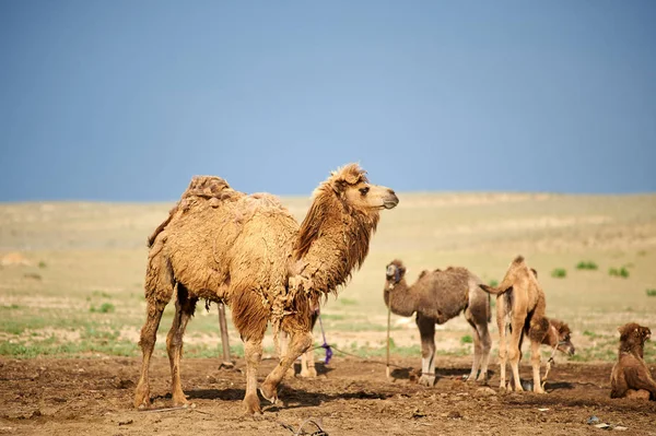 Верблюды Верблюд Является Копытным Копытом Роде Camelus Верблюды Существовали Земле — стоковое фото