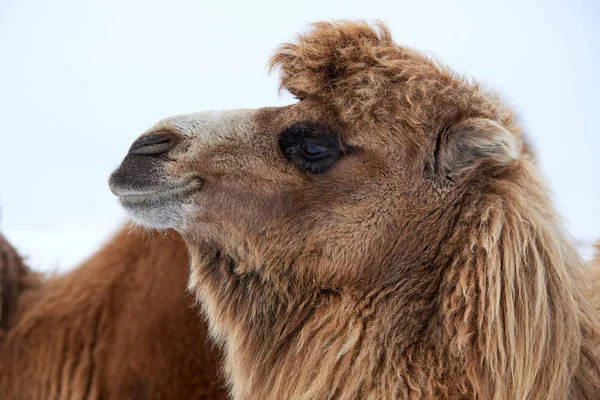 Βακτριανά Καμήλες Camelus Bactrianus Χειμώνα Βακτριανή Καμήλα Είναι Ένα Μεγάλο — Φωτογραφία Αρχείου