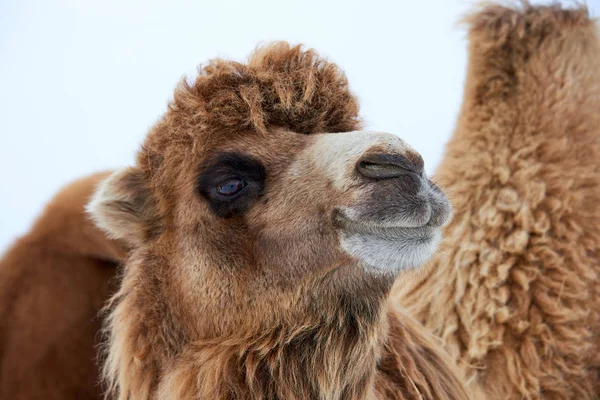 Bactrian Camels Camelus Bactrianus Winter Bactrian Camel Large Even Toed — Stock Photo, Image