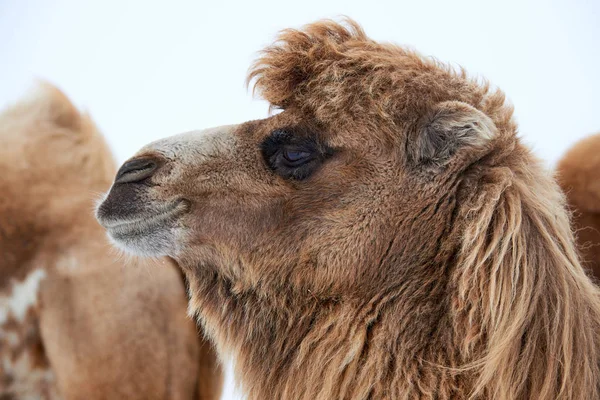 Βακτριανά Καμήλες Camelus Bactrianus Χειμώνα Βακτριανή Καμήλα Είναι Ένα Μεγάλο — Φωτογραφία Αρχείου