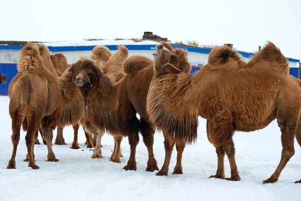 Βακτριανά Καμήλες Camelus Bactrianus Χειμώνα Βακτριανή Καμήλα Είναι Ένα Μεγάλο — Φωτογραφία Αρχείου