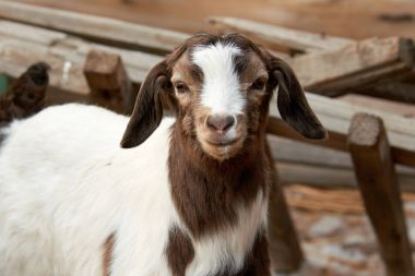 Goatling.The yerli keçi (Capra aegagrus hircus). Yerli keçi güneybatı Asya ve Doğu Europe.The keçi yaban keçisi Evcil keçi alt türü Bovidae ailesi üyesi ve koyun için yakından ilgili olduğunu.