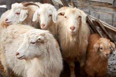 Goatling.The yerli keçi (Capra aegagrus hircus). Yerli keçi güneybatı Asya ve Doğu Europe.The keçi yaban keçisi Evcil keçi alt türü Bovidae ailesi üyesi ve koyun için yakından ilgili olduğunu.