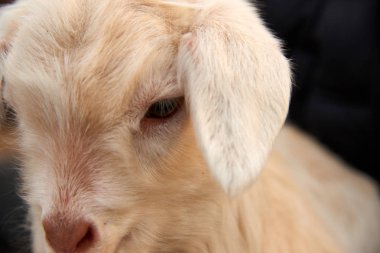 Goatling.The yerli keçi (Capra aegagrus hircus). Yerli keçi güneybatı Asya ve Doğu Europe.The keçi yaban keçisi Evcil keçi alt türü Bovidae ailesi üyesi ve koyun için yakından ilgili olduğunu.