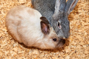 İç rabbita iç tavşan tavşan sadece, daha çok bilinen (dikkatli), herhangi bir Avrupa tavşan türler Evcil çeşitleri var. Tavşan ilk orta çağlarda Evcil ve gıda kaynağı olarak kullanılır.