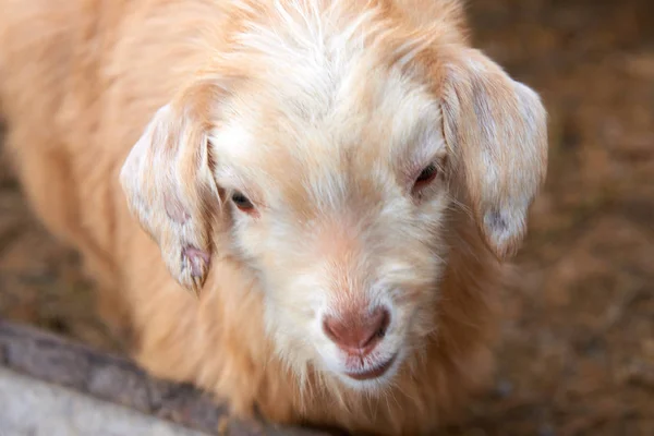 Goatling Εγχώρια Αιγοειδών Capra Aegagrus Hircus Της Εγχώριας Κατσίκας Είναι — Φωτογραφία Αρχείου