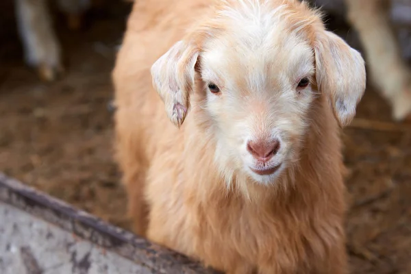 Goatling Domowych Kóz Capra Aegagrus Hircus Koza Krajowego Jest Podgatunek — Zdjęcie stockowe