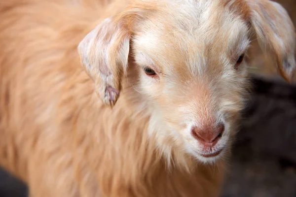 Goatling Εγχώρια Αιγοειδών Capra Aegagrus Hircus Της Εγχώριας Κατσίκας Είναι — Φωτογραφία Αρχείου