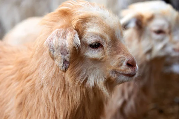 Goatling Domowych Kóz Capra Aegagrus Hircus Koza Krajowego Jest Podgatunek — Zdjęcie stockowe