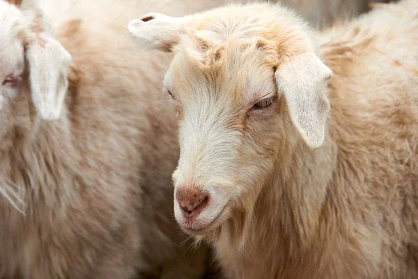 Goatling Domowych Kóz Capra Aegagrus Hircus Koza Krajowego Jest Podgatunek — Zdjęcie stockowe