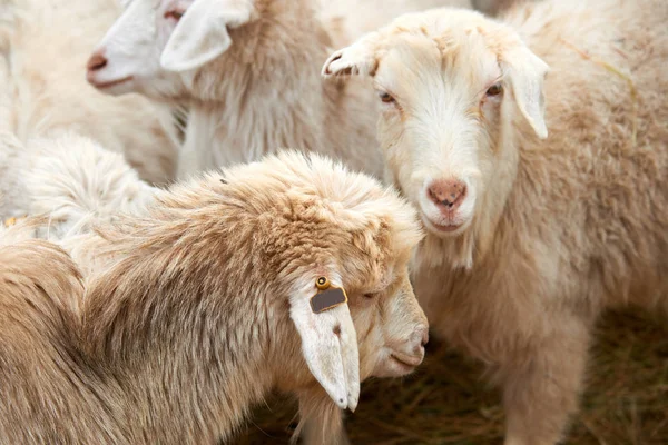 Goatling Domowych Kóz Capra Aegagrus Hircus Koza Krajowego Jest Podgatunek — Zdjęcie stockowe